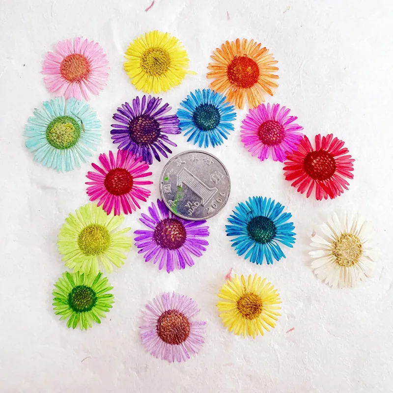 

12 Flowers Per Pack, Real Dried Needle Chrysanthemums, Pressed Flower Art, Real Flower Face Makeup Plant Specimen, Resin Phone Case