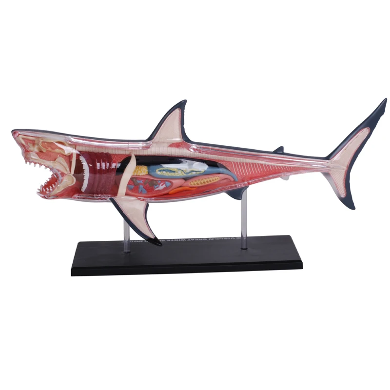 

4D Shark Intelligence Assembling Toy Animal Organ Anatomy Model Medical Teaching DIY Popular Science Appliances Tools