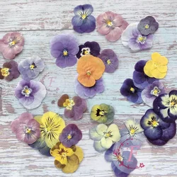 60X Pressed Dried Pansy Viola Tricolor L. Flower Plants Herbarium For Jewelry Postcard Bookmark Phone Case Scrapbook DIY