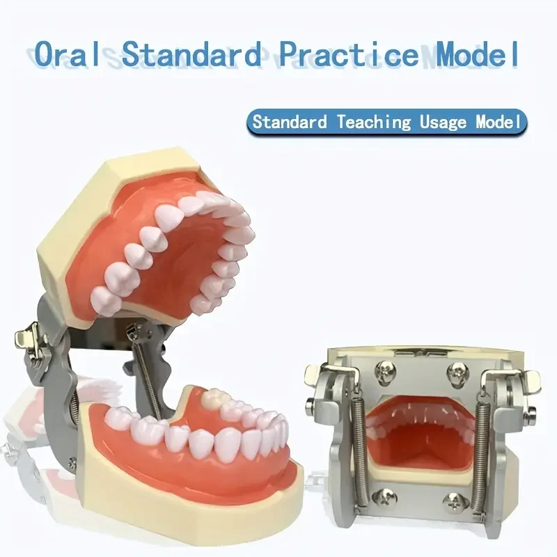 28 Pcs Removable Dental Typodont Model, Resin Teeth Preparation Practice Model, Soft Gum Oral Teaching Exam Training Tool for De