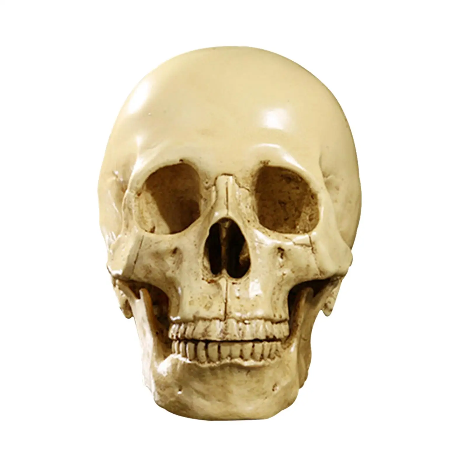 Human Skull Resin Art Teaching Model Realistic 1:1 Adult Size Yellow