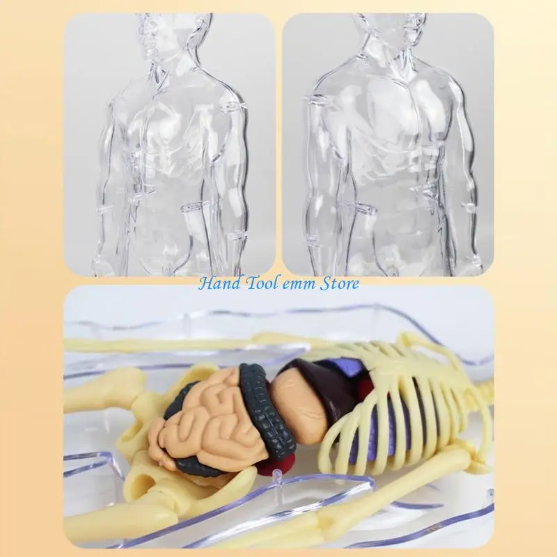 H37F Clear Human Skeleton Anatomy Model With Detachable Organs Interactive Educational Toy For Kid Age 8+ Classroom Teaching