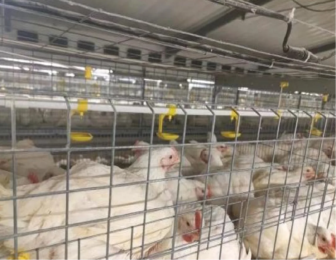 

Automatic Poultry Equipment Chicken Farm Automatically With High Standard Broiler Cage Raising System