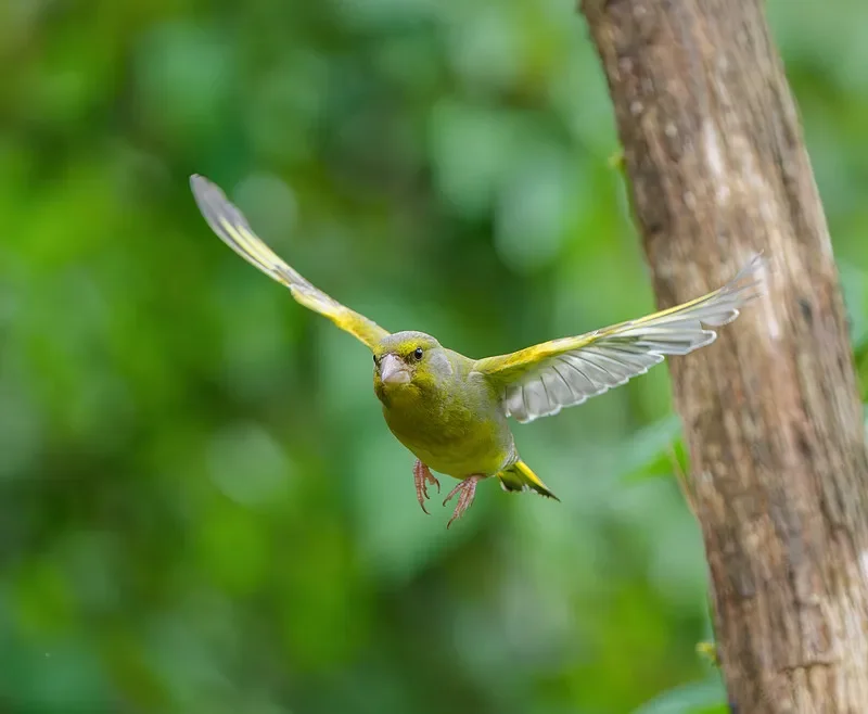 SKYZONE SKY04X PRO FPV Goggles-1920 × 1080 OLED, receptor Steadyview 5.8G 48CH, DVR, rastreador de cabeça com ventilador (para avião RC/drones de corrida