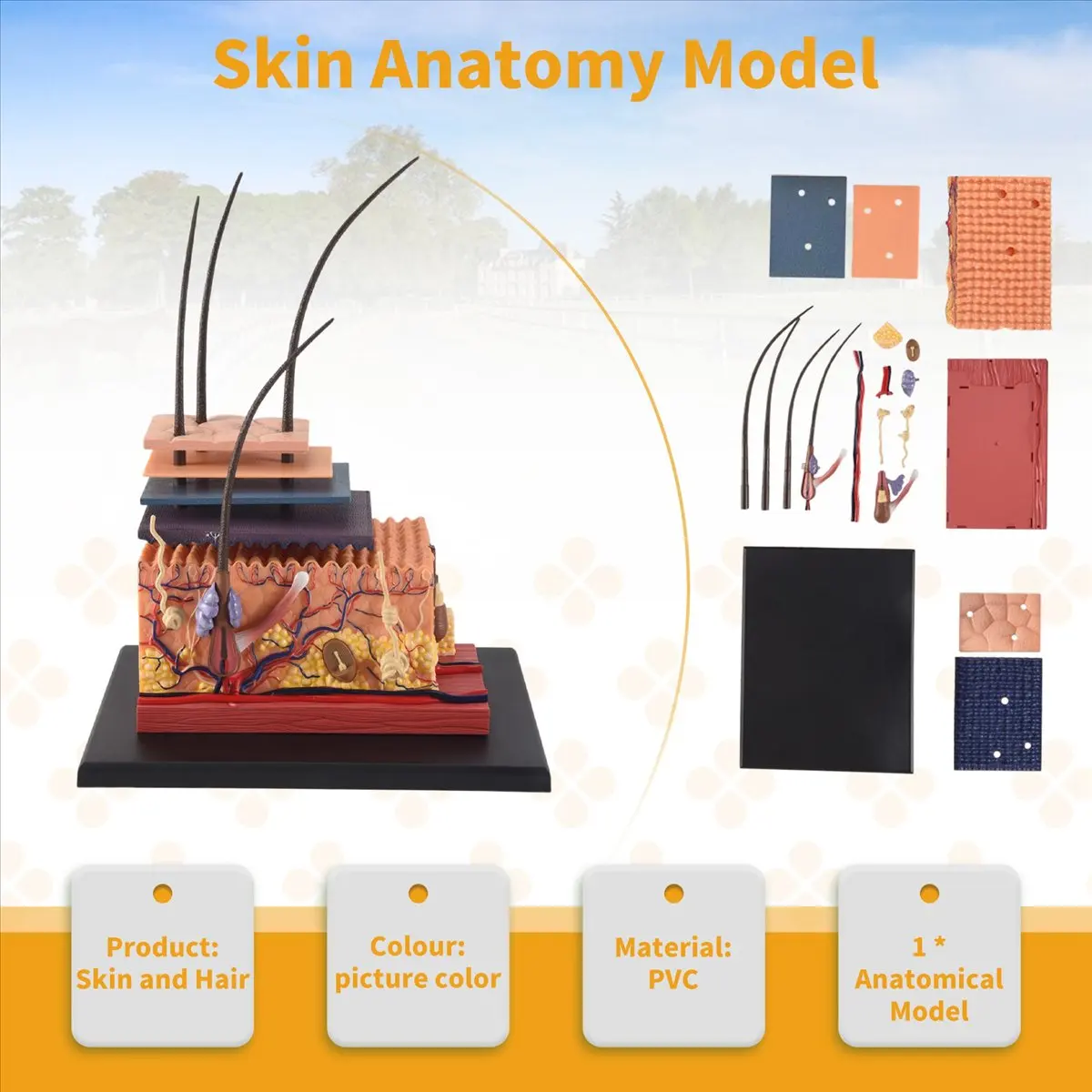 newyear828 4D Human Skin Model Hair Organs Assembling Puzzle Model Teaching Model Manikin Science Anatomical Model