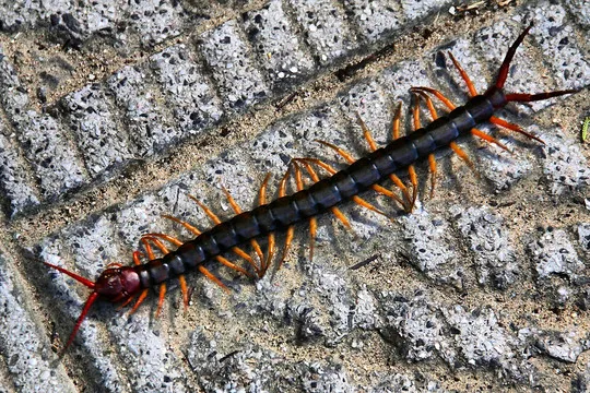 

12mm Hex 1/10 1/12 1/14 1/16 Wltoys MJX HSP universal tire diameter 97mm width 38mm