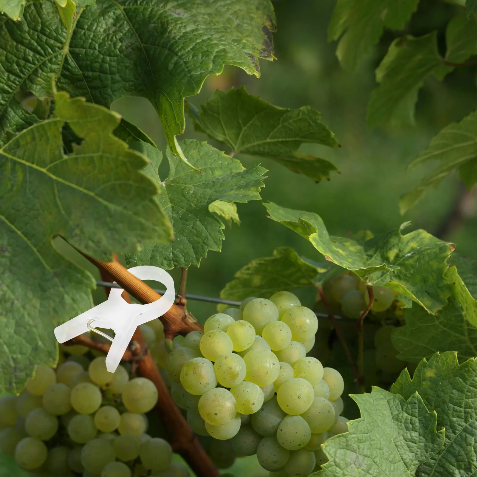 

100Pcs Garden Plant Support Clips Plastic Clamps for Tomato Vine Stem Trellis Climbing Fixing Plant Clip Stem Supports Clip