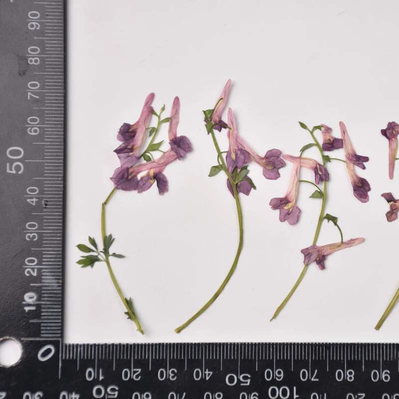 6-8cm/12pcs,Nature mini flower branches,pressed flower DIY wedding invitation adhesive drop phone case Photo frame bookmark card