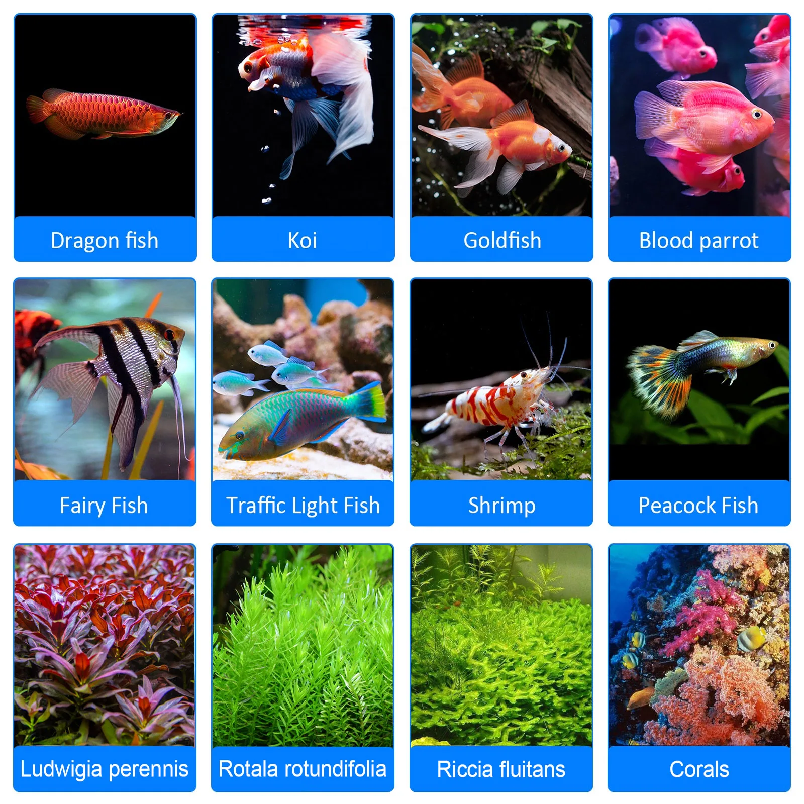 8H 10H 12H Панель таймера Риф  – обзор и цена Aquarium Blue Marine Reef