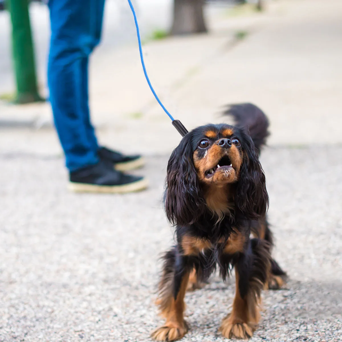 

Anti-bite and Break The Dog Chain Tie Out Cable for Dogs Pet Hauling Traction Strap Hand Leash Pull Outdoor