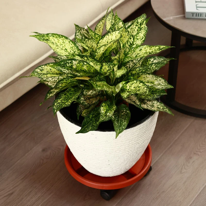 1Pc Round Plant Caddy with Silent Wheels, Thick Heavy Duty Movable Plant Pot Tray Stand, Indoor Outdoor Garden Decor