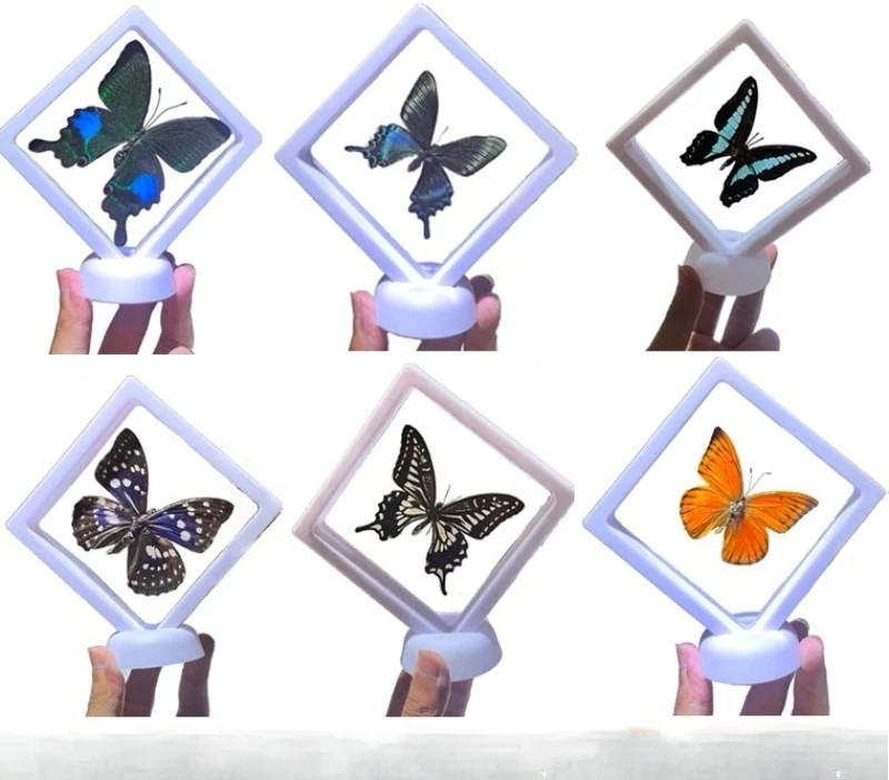 Beautiful Real Butterfly, Three-Dimensional Butterfly That Has Spread Its Wings, Butterfly That Is Suspended In The Air