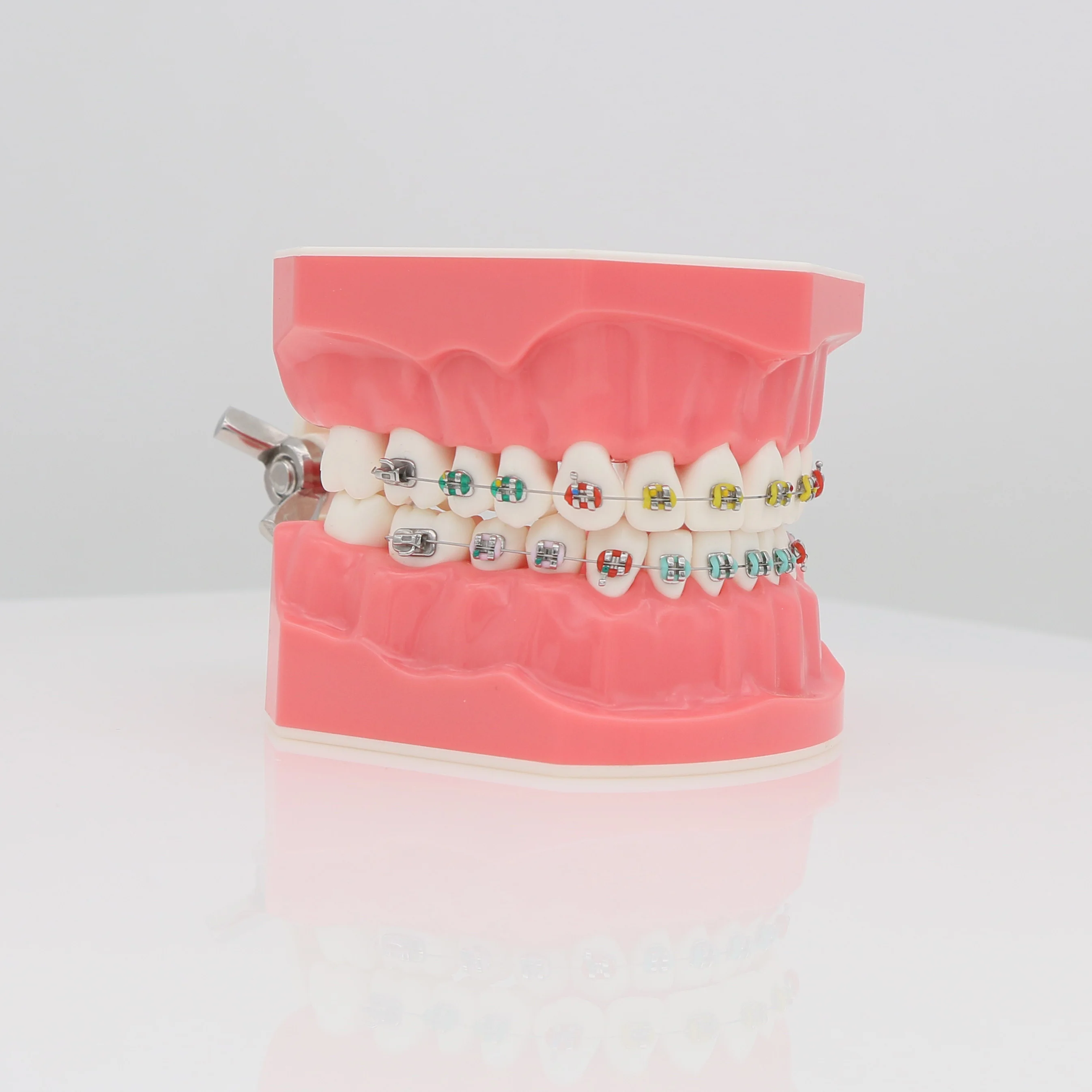 

Dental 1:1 Typodont Demonstration Model Orthodontic M7010-2 With Fixes Braces on Teeth Model with Brackets For Patient Study