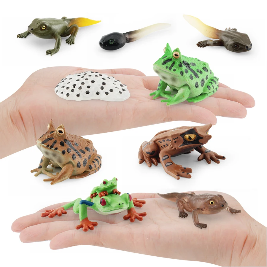 Figura de personaje realista de animales de la selva tropical, ranas, árbol, Rana, Tadpole, Groth Cycle, modelo educativo, juguetes de colección