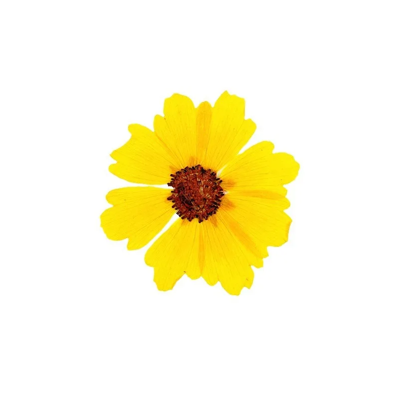 24pcs,Natural Chrysanthemum Real Pressed Flower for DIY Resin Art,Photo Frame,Bookmark & Desk Lamp,Dried Plant Craft Supplies
