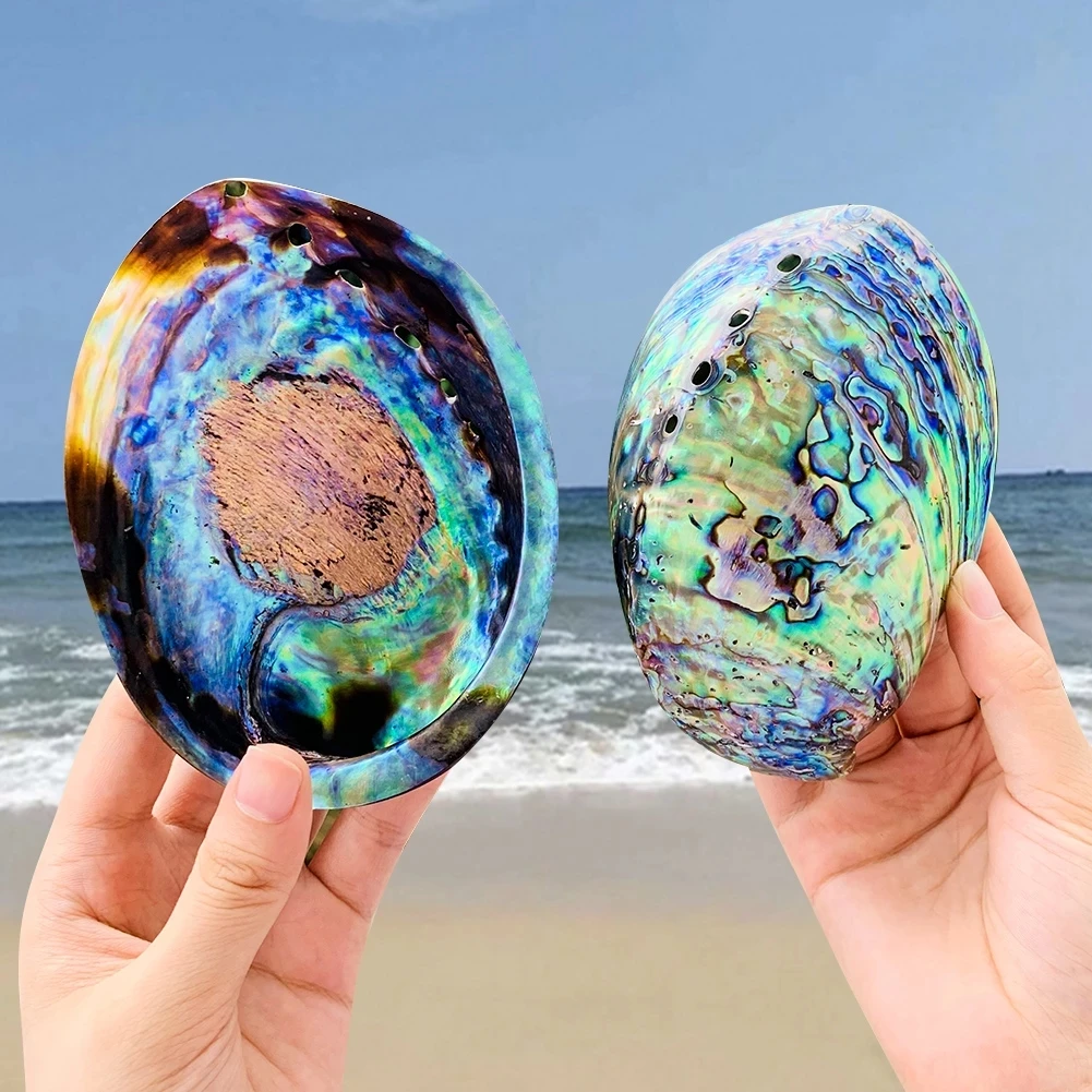 New Zealand Symphony Abalone Shell Natural Polishing Conch Specimen Jewelry Display Stand Aquarium Landscapng Beach Weding Decor