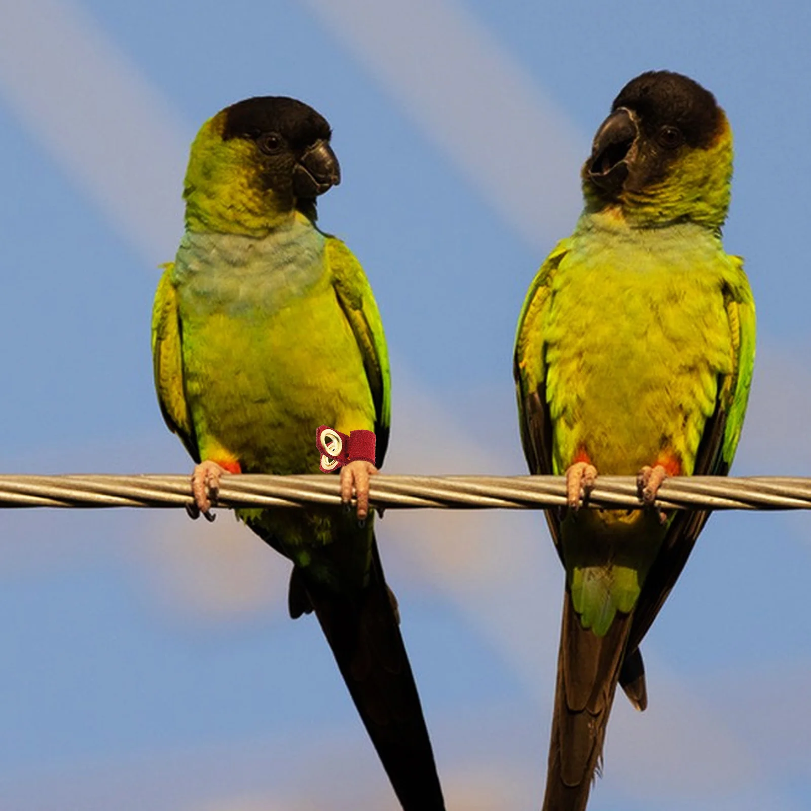 

6Pcs Parrot Leg Bands Soft Artificial Adjustable Training Aid for Small Birds Parakeets Foot Rings Parrot Accessories