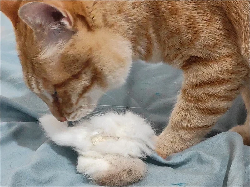 2 Stücke Natürliches Kaninchenschwanz-Katzenspielzeug, Duftendes Plüsch-Kauspielzeug zur Bereicherung von Hauskatzen, Universelles Interaktives Spielzeug für Katzen und Hunde – Detail 8