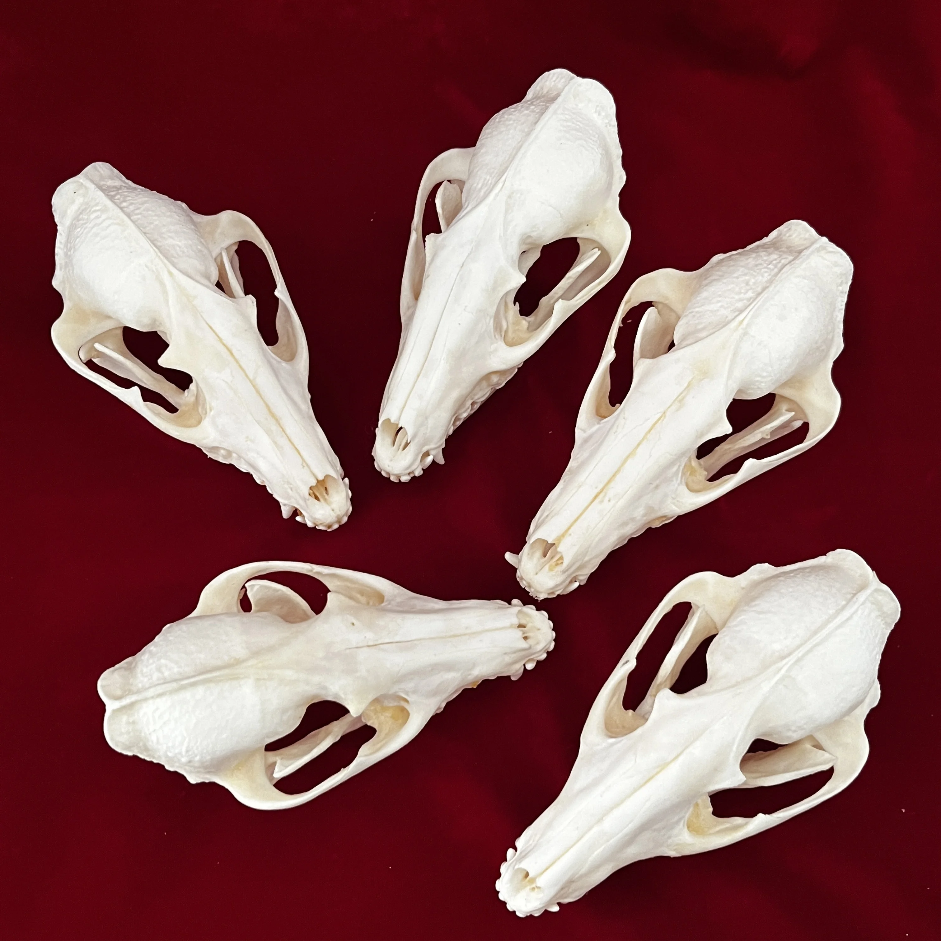 1/2/3/5/10pcs Exquisite Taxidermy Raccoon Dog Skull Real Animal Skull for Craft Home Decor Specimen Special Gifts