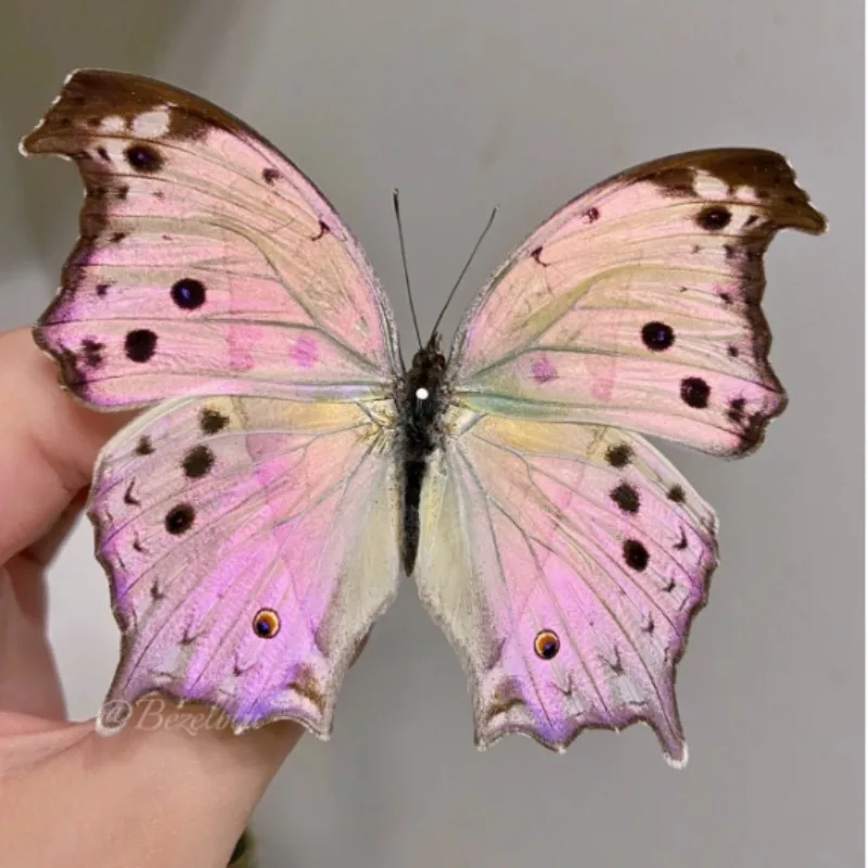 Salamis Parhassus Real Butterfly Specimen DIY Handicraft Home Decor Holiday Gift Gothic Decor Sculpture Statues for Decoration