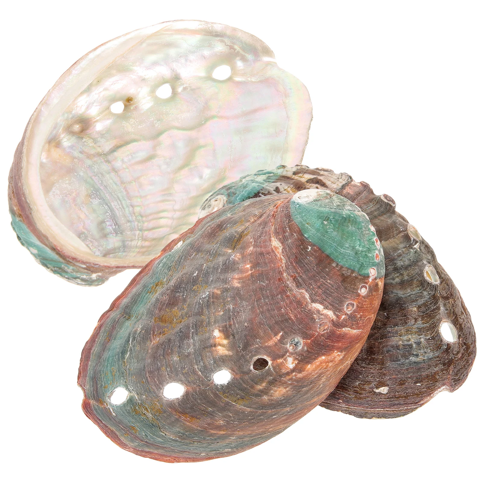 

3 Pcs Shells Natural Abalone Decorative Ornaments Bowl for Smudging Container Holder Kit Decoration