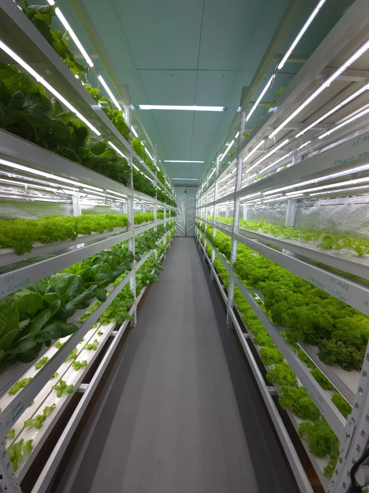 1000kg/d Automatic Hydroponic Fodder Barley Green Forage Growing Machine Stainless Steel Environment Friendly Microgreen System