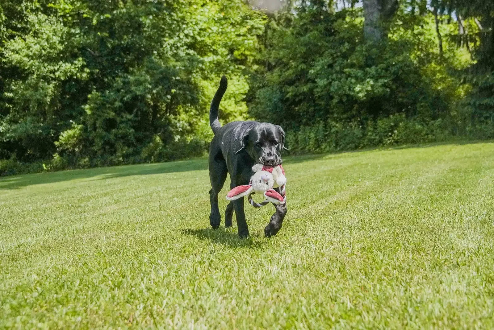 Уютный приятель с веревочной игрушкой для собаки, тянущим и мятым животным