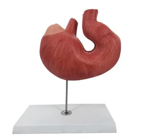 Medical Science Pig Stomach Anatomical Model for Veterinary Research