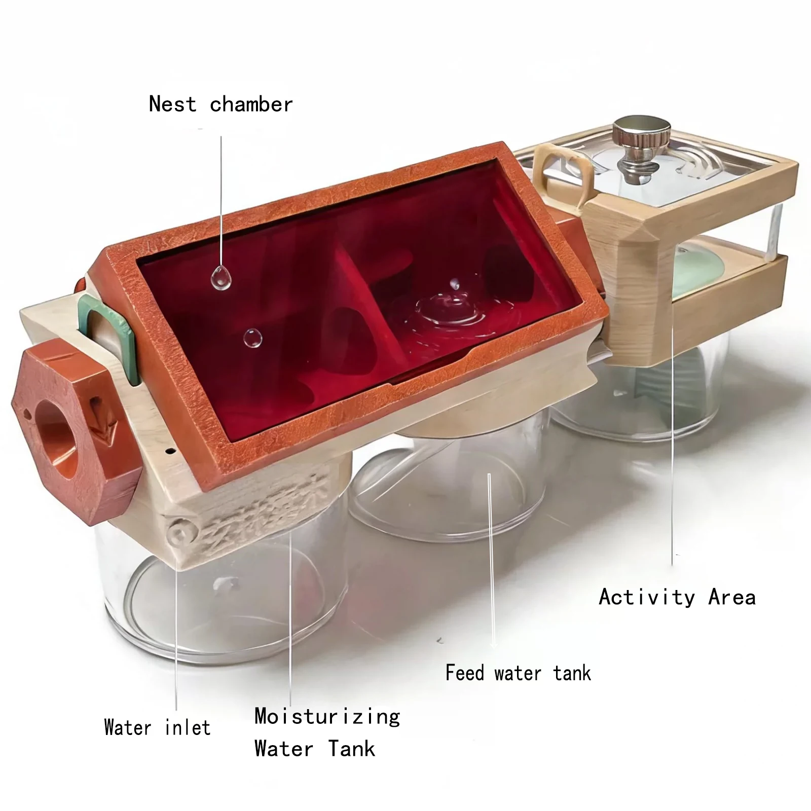 بيت نمل ثلاثي الأبعاد مع برج م - مراجعة Begonia Rex وسعره