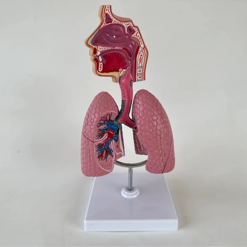 Model ludzkiej jamy nosowej, gardła, układu oddechowego, anatomia bronchialna i alweolarna, płuc, układu naczyniowego, narzędzie do nauczania medycyny.