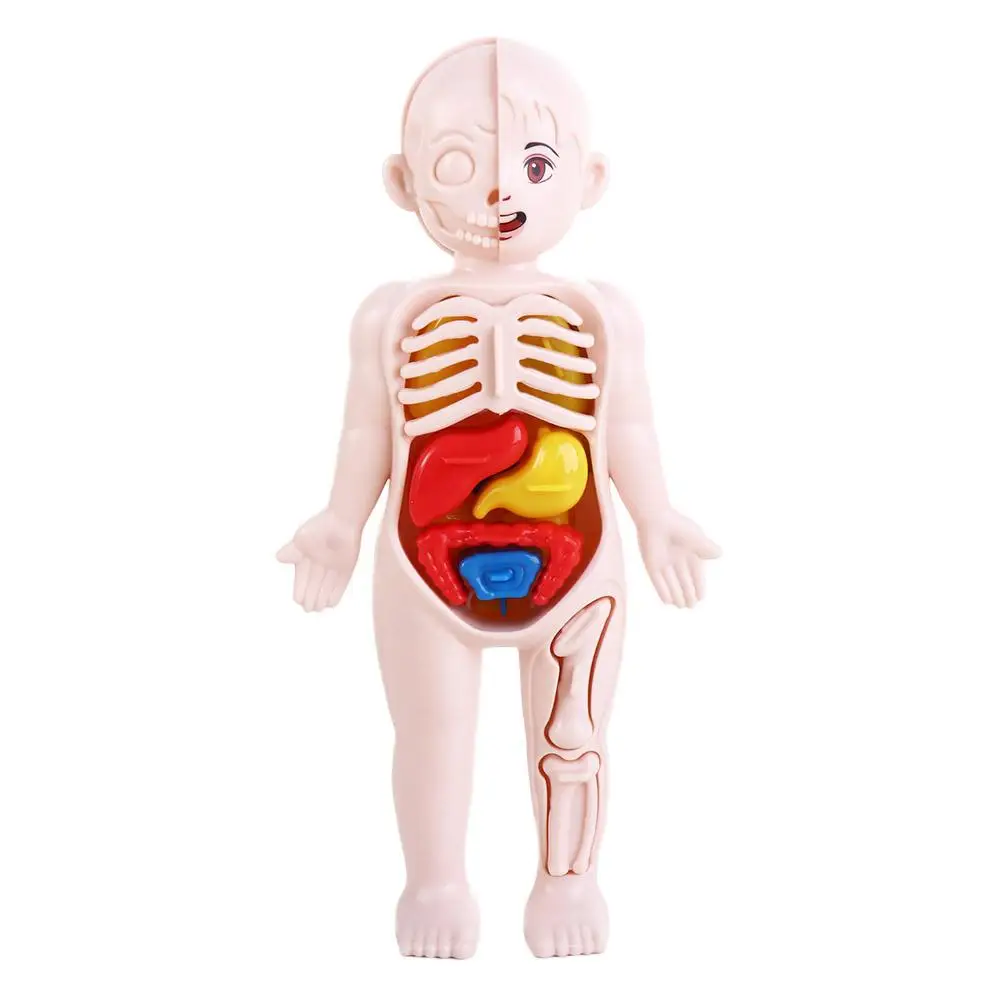 Anatomy Toys Assembled Toy Human Body Doll Human Body Anatomy Toy Human Body Organ Model Human Organ Model Human Body Model