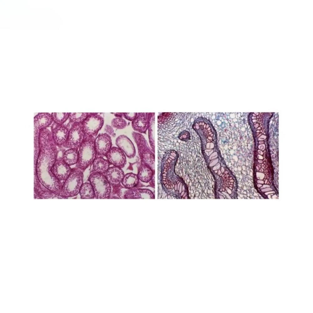 High definition durable portable IVETWELL IVT-BS2020T CE certified veterinary microscope, alloy metal optical glass for animals