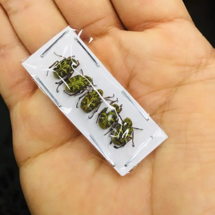 

Real Insect Specimen Chalcosoma Atlas Keyboh Steampunk Insect Teaching Research Collection Hobby DIY Crafts Home Decoration