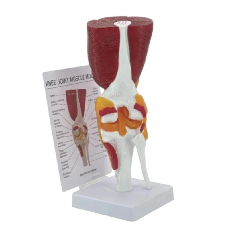 

Human Knee Anatomy Model for Lab School Human Knee Joint Model Teaching Tool lexible Knee Joint Model