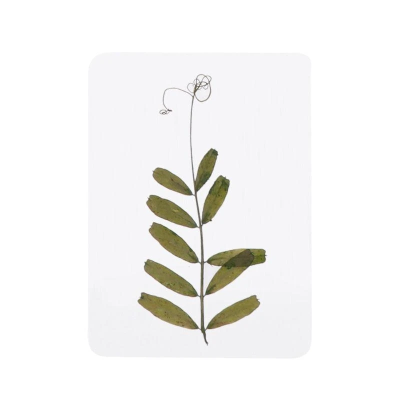 HX6F Mix Pressed Flower Leaves Plant Fillers for Epoxy Resin Jewelry Making
