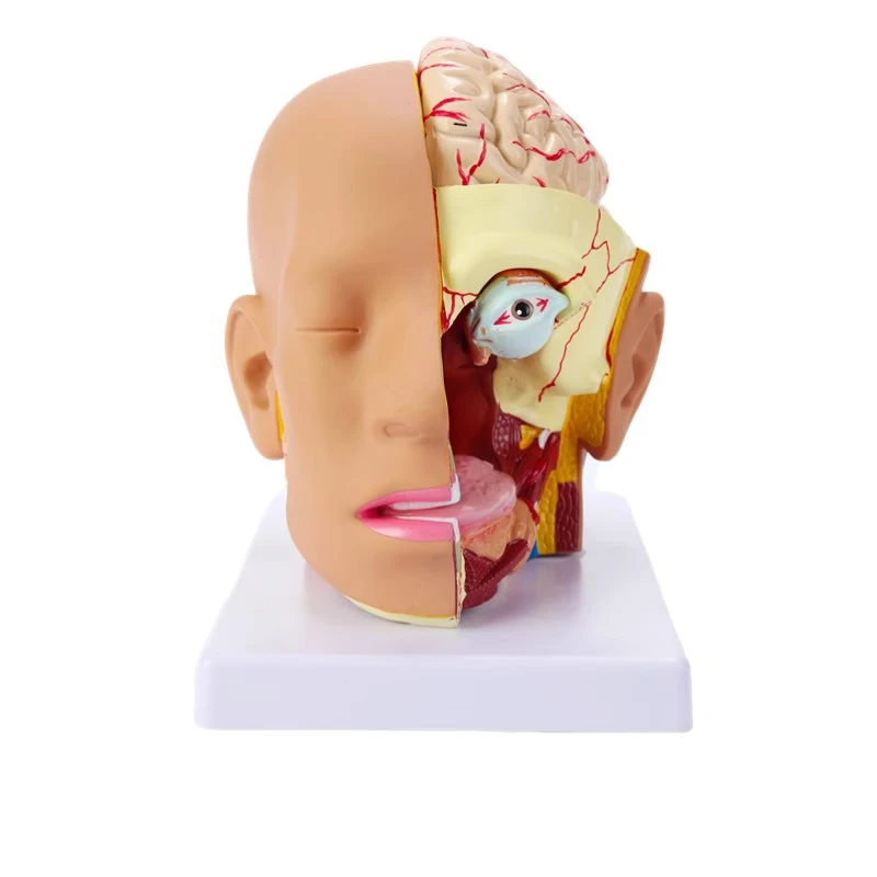 Human Anatomy Head Skull Brain Cerebral Artery Anatomical Model For Teaching Material