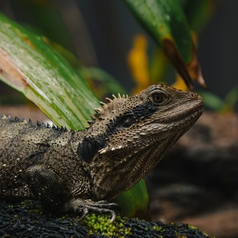 

4 шт., 12 мм, шестигранная 1/18, радиоуправляемая автомобильная шина для ARRMA TYPHON GROM GRANITE GROM, обновленные детали, аксессуары