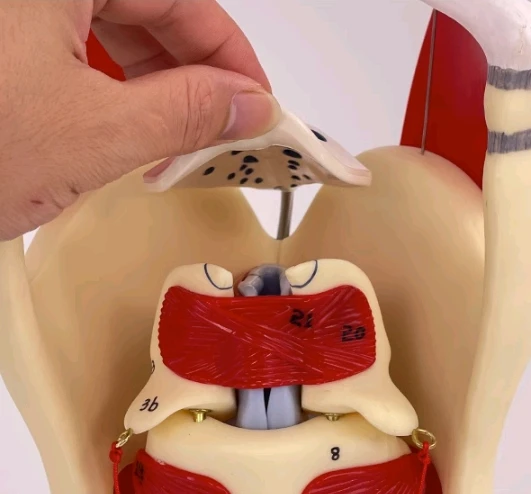 3 Times Enlargement Laryngeal Structure and Function Enlargement Model Teaching Equipment for Laryngeal Anatomy Model