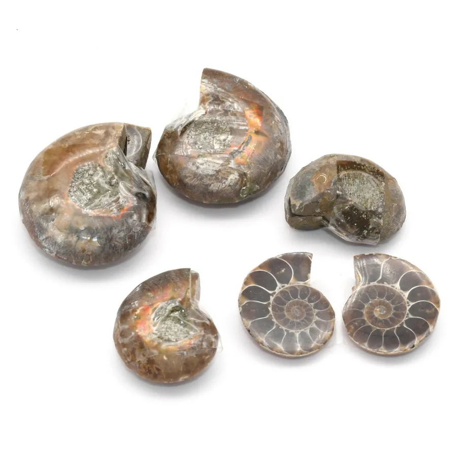 5Pairs Original Natural Ammonite Snail Shell Healing Stone Beads Pendant For DIY Earring Making Findings