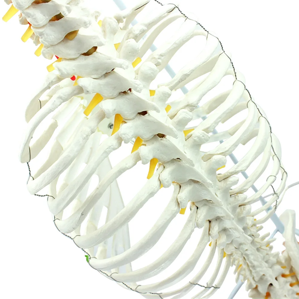 Medical Human Spine Thoracic Structure Model, Spine Pelvic Skeleton Surgery Surgery Rib Thoracic Cavity Skeleton Model