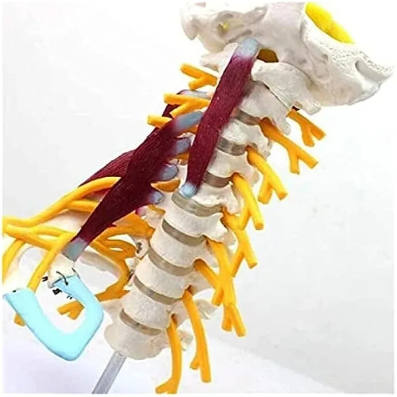 Anatomy 1:1 Human Cervical Spine Anatomical Model With Muscle Nerve Brainstem Occipital Bone Medical Science Teaching Detachable