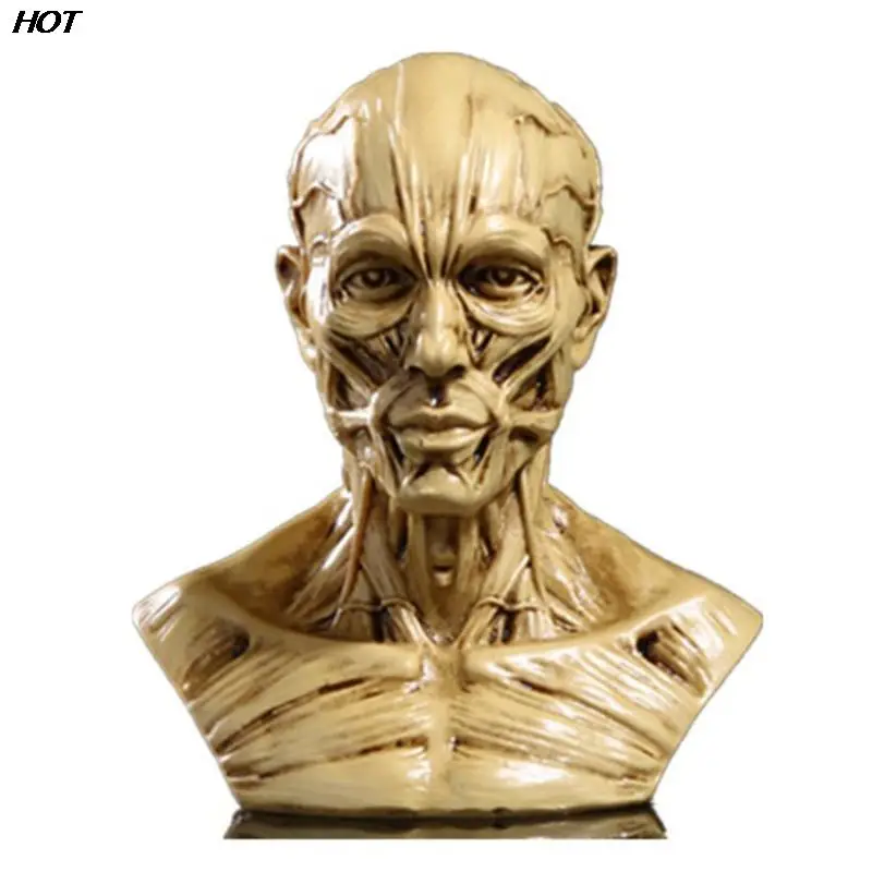 Human Muscle Skeleton Head Model Muscle Head Skull Anatomy Sculpture Art Sketch Medical Learning supplies