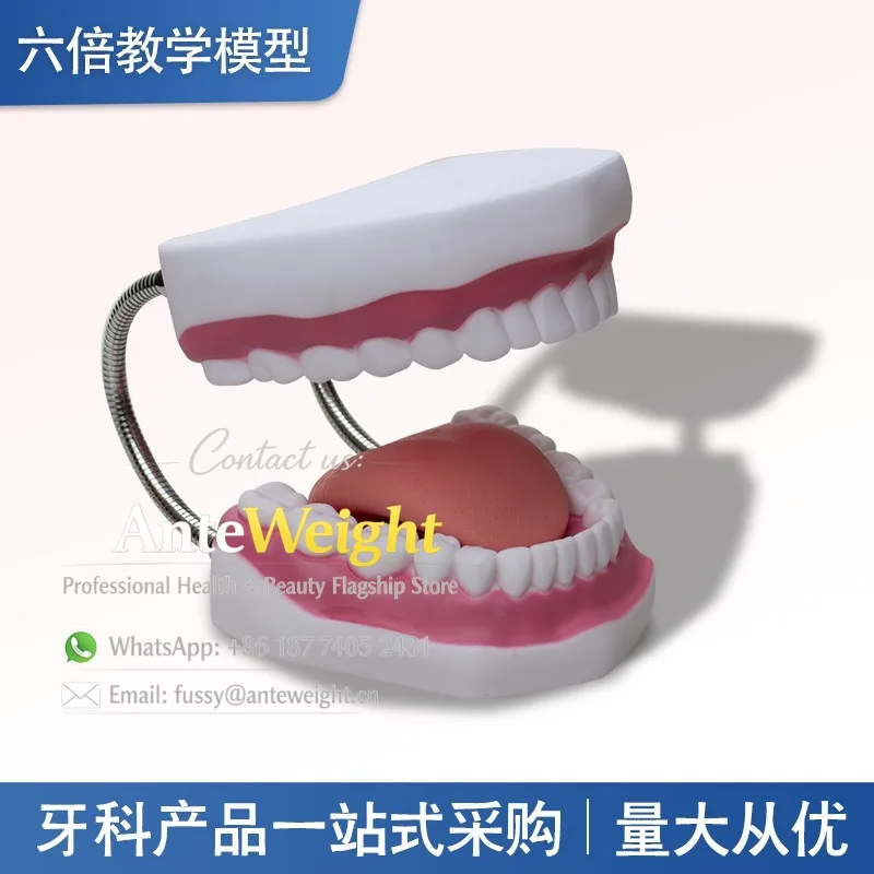 

6X Magnified Dental Model, Teaching Brushing Teeth Model with Tongue | Kids Kindergarten & Dental Clinic Oral Education