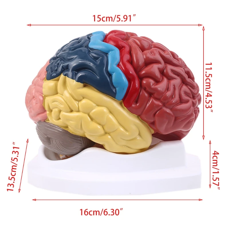 Life Size Human Brain Functional Area Model Anatomy for Science Classroom Study D5QC