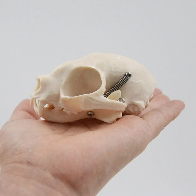 القطط التشريحية مجسم لجمجمة القطط الحيوانية رئيس الهيكل العظمي نموذج سنوريات رئيس العظام