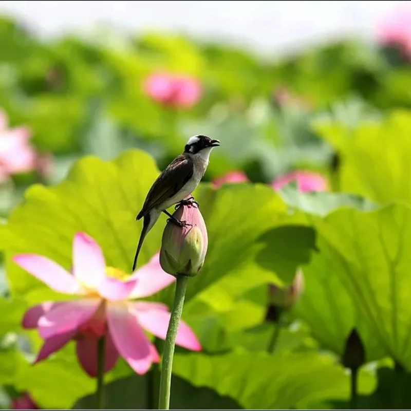 Suporte de bateria de metal, retentor de retenção com alça de bateria 9628 para 1/8 6s maxx SLASH-102076-4 rc, peças de atualização de carro