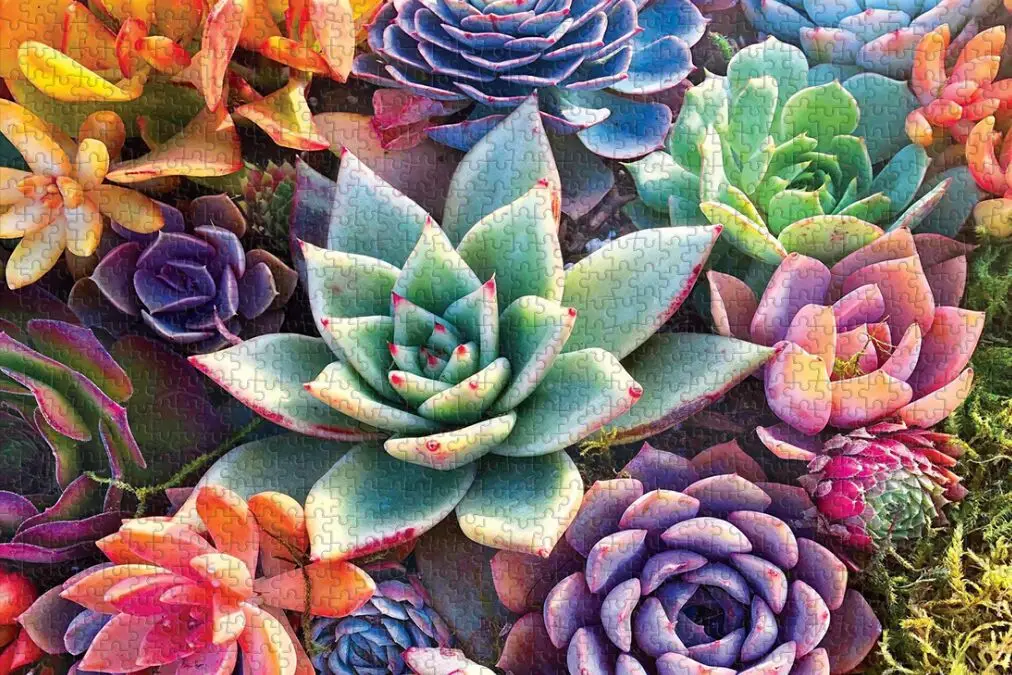 

Succulent plant The wooden puzzle 1000 pieces ersion jigsaw puzzle white card adult children's educational toys