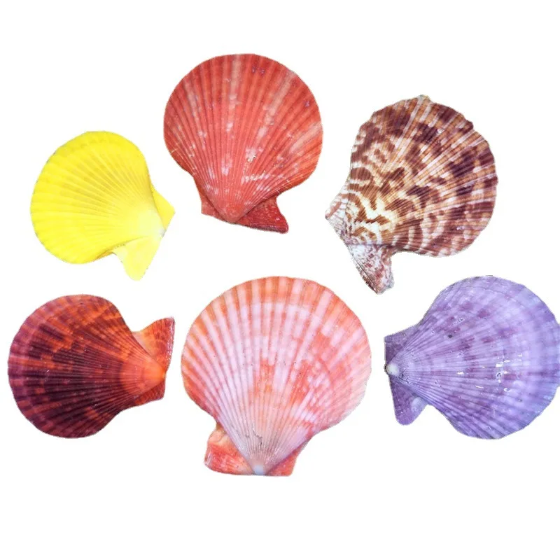 Natural Colorful Conch Shell 6-8cm DIY Aquarium/Terrarium Decoration Colorful Clam