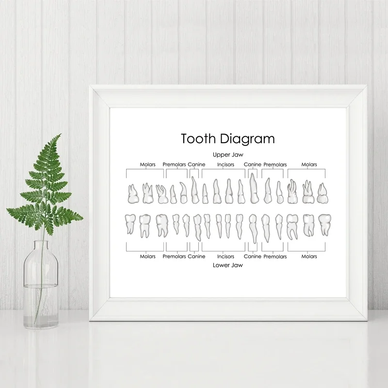 

Human Teeth Diagram Prints Dental Clinic Wall Art Medical Education Chart Biology Posters Canvas Painting Doctor Office Decor