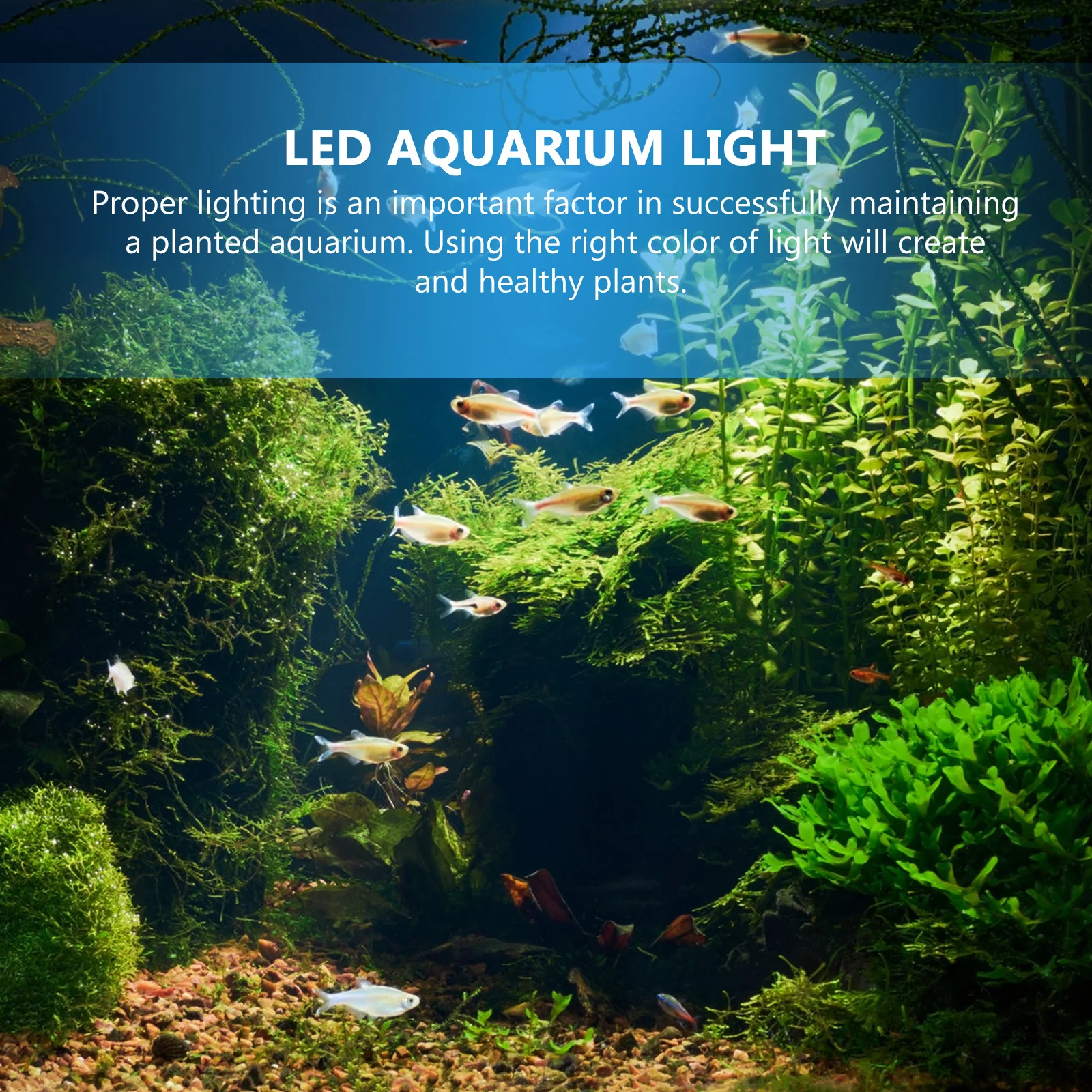 Lampe LED à clipser pour Aquarium, Rechargeable par USB, étanche, éclairage d'aquarium pour plantes aquatiques et poissons